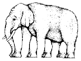 Elephant leg illusion illusion